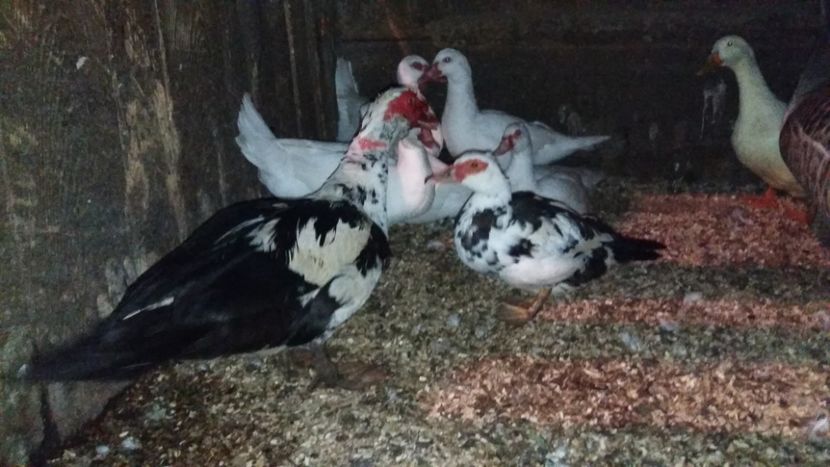  - 01 - Matca pentru 2018