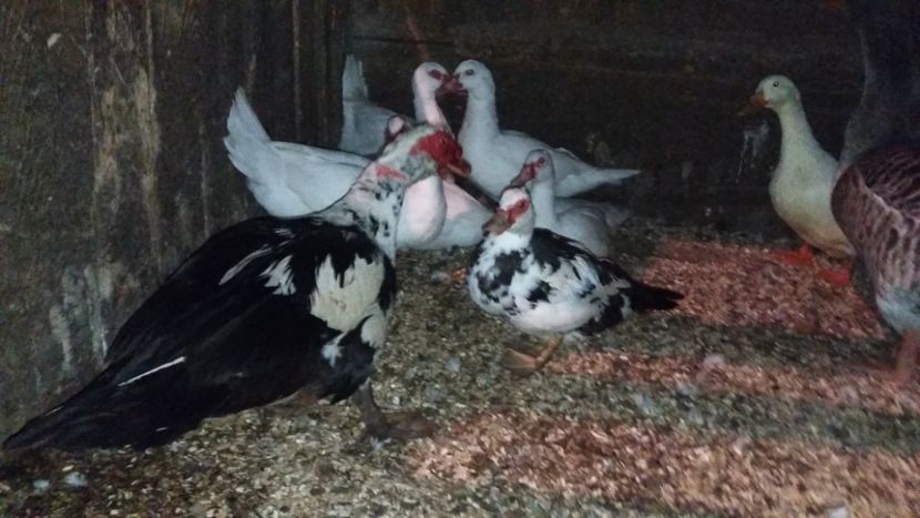  - 01 - Matca pentru 2018