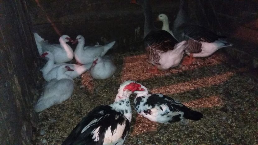  - 01 - Matca pentru 2018