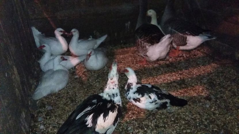  - 01 - Matca pentru 2018