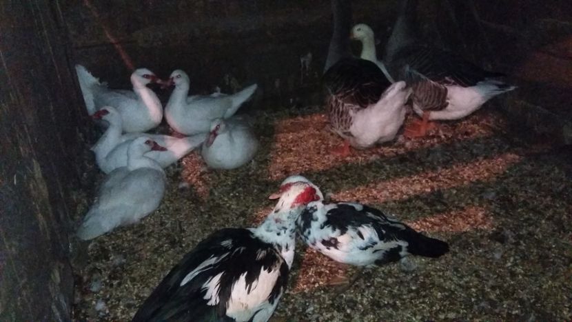  - 01 - Matca pentru 2018