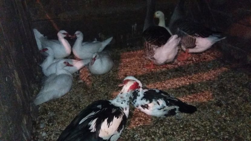  - 01 - Matca pentru 2018