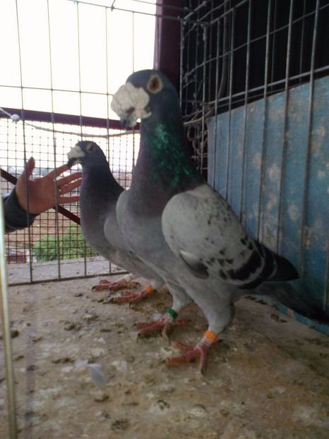  - V--Album ORIENTATIV 1