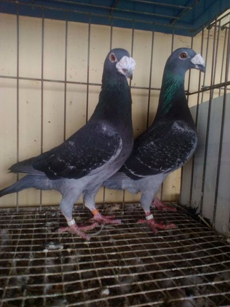  - V--Album ORIENTATIV 1