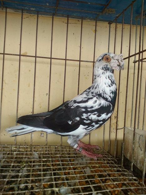  - V--Album ORIENTATIV 1