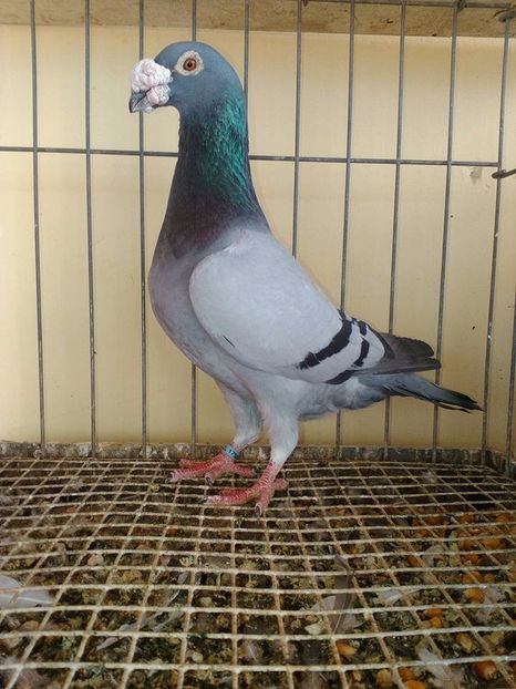  - V--Album ORIENTATIV 1