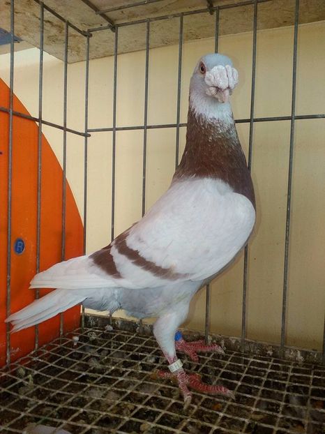  - V--Album ORIENTATIV 1