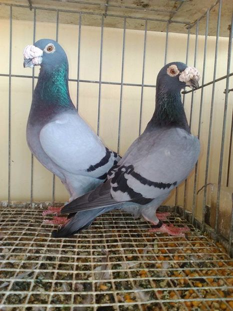  - V--Album ORIENTATIV 1