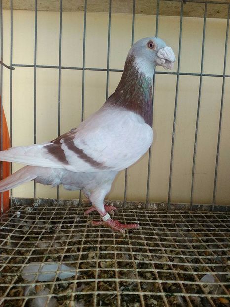  - V--Album ORIENTATIV 1