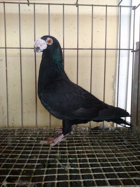  - V--Album ORIENTATIV 1