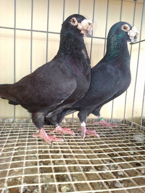  - V--Album ORIENTATIV 1