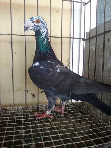  - V--Album ORIENTATIV 1