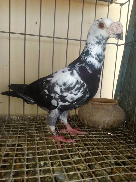  - V--Album ORIENTATIV 1