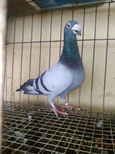  - V--Album ORIENTATIV 1