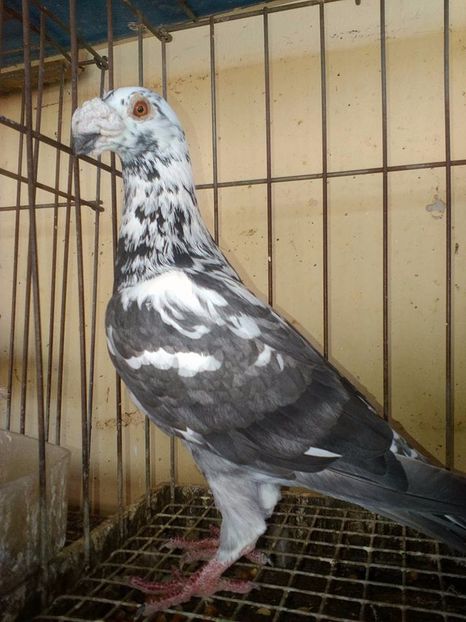  - V--Album ORIENTATIV 1