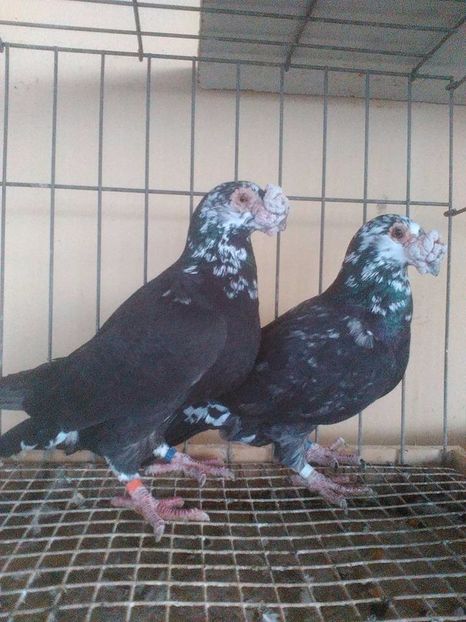  - V--Album ORIENTATIV 1