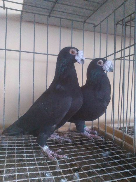  - V--Album ORIENTATIV 1