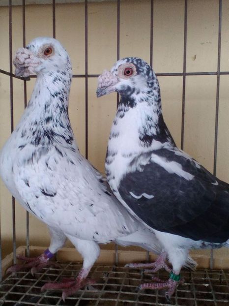  - V--Album ORIENTATIV 1