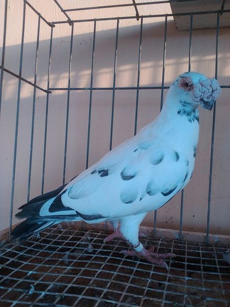  - V--Album ORIENTATIV 1