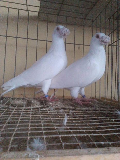  - V--Album ORIENTATIV 1