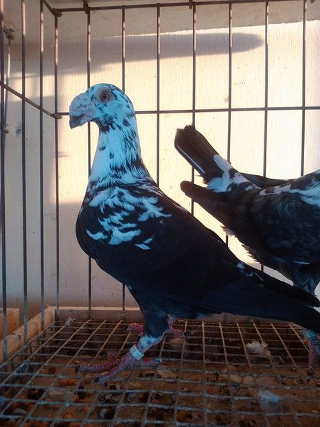  - V--Album ORIENTATIV 1