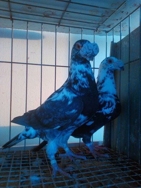  - V--Album ORIENTATIV 1