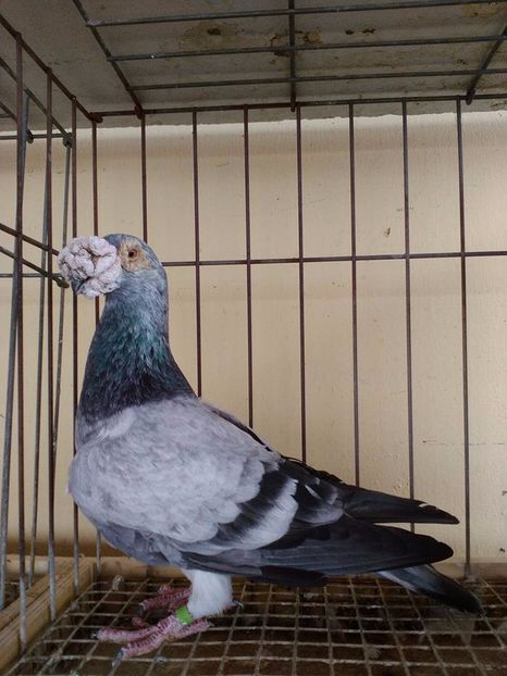  - V--Album ORIENTATIV 1