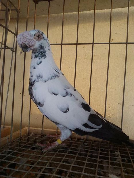  - V--Album ORIENTATIV 1