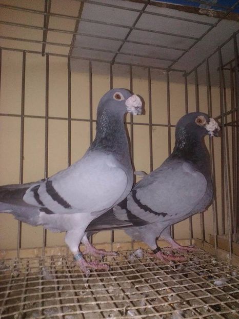  - V--Album ORIENTATIV 1