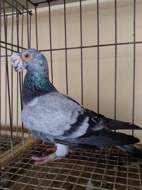  - V--Album ORIENTATIV 1