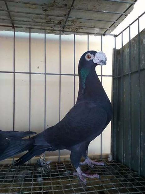  - V--Album ORIENTATIV 1