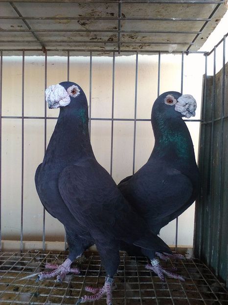  - V--Album ORIENTATIV 1