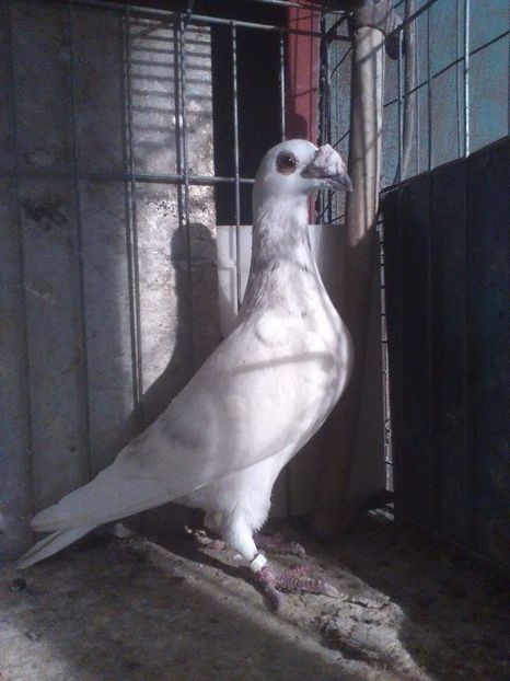  - V--Album ORIENTATIV 1