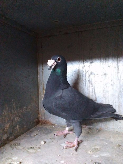  - V--Album ORIENTATIV 1