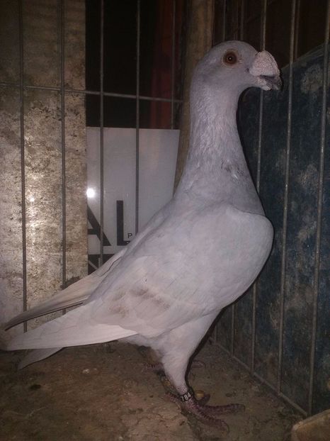  - V--Album ORIENTATIV 1