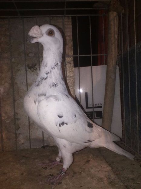  - V--Album ORIENTATIV 1