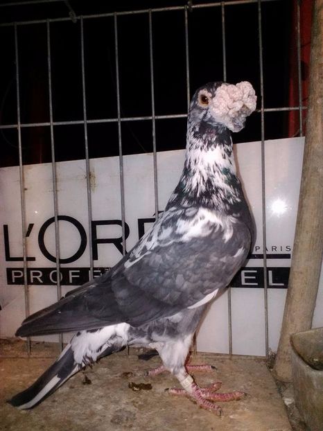  - V--Album ORIENTATIV 1