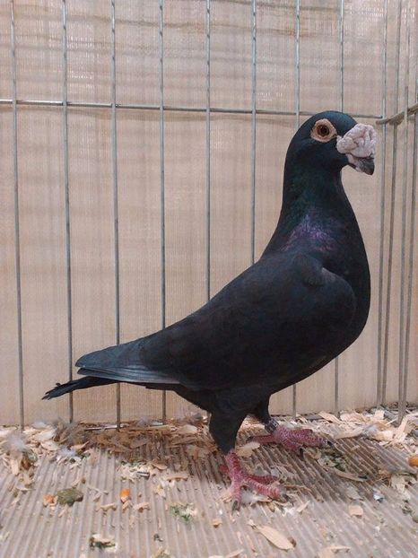  - V--Album ORIENTATIV 1