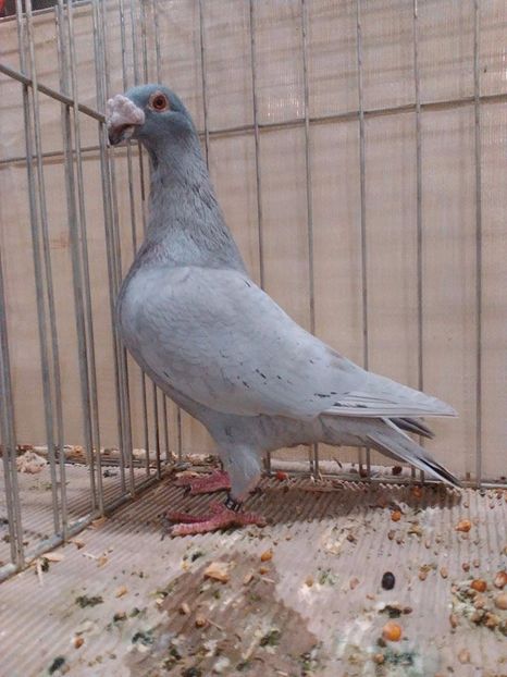  - V--Album ORIENTATIV 1