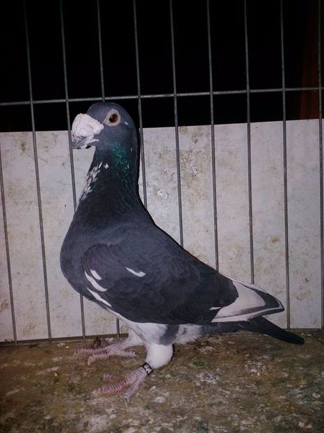  - V--Album ORIENTATIV 1