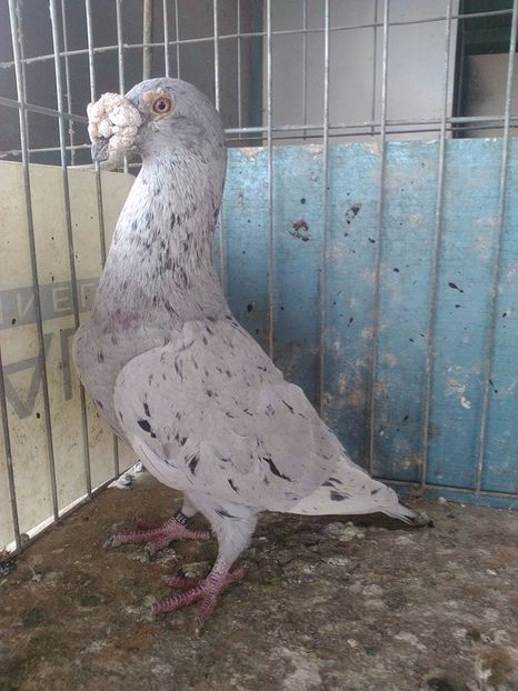  - V--Album ORIENTATIV 1