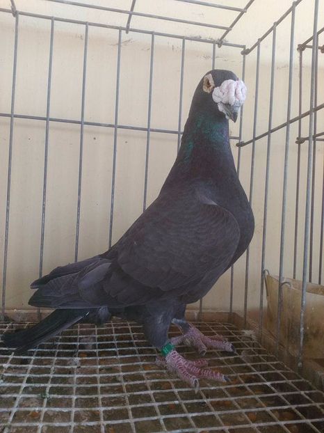  - V--Album ORIENTATIV 1