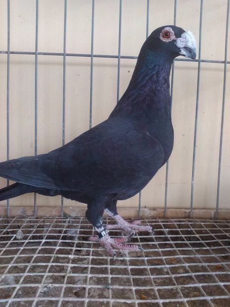  - V--Album ORIENTATIV 1