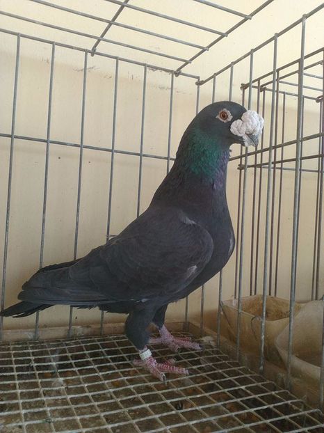  - V--Album ORIENTATIV 1