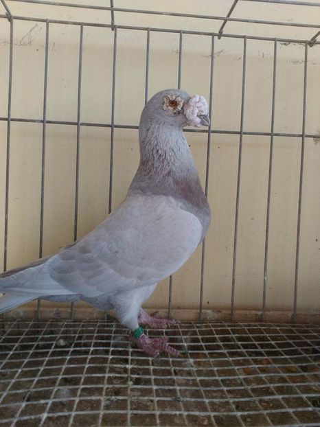  - V--Album ORIENTATIV 1