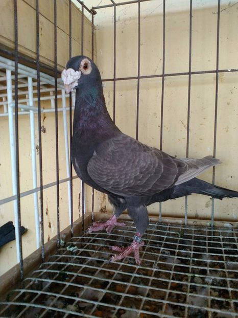  - V--Album ORIENTATIV 1