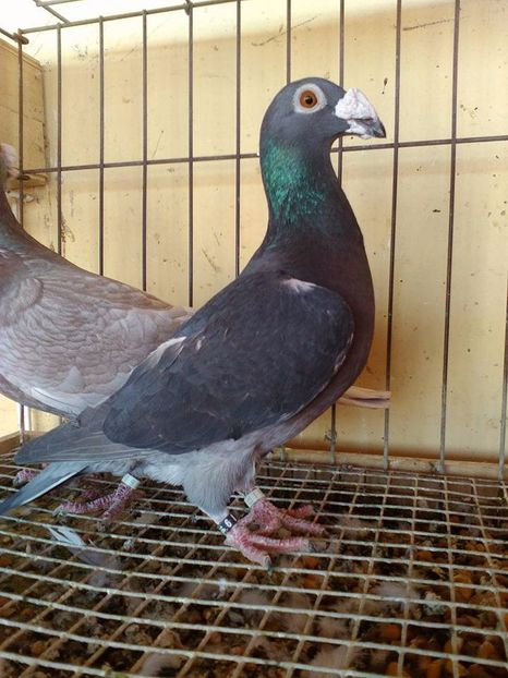  - V--Album ORIENTATIV 1