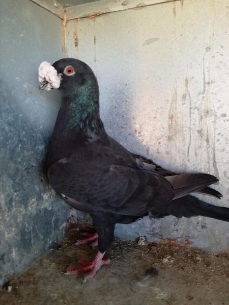  - V--Album ORIENTATIV 1