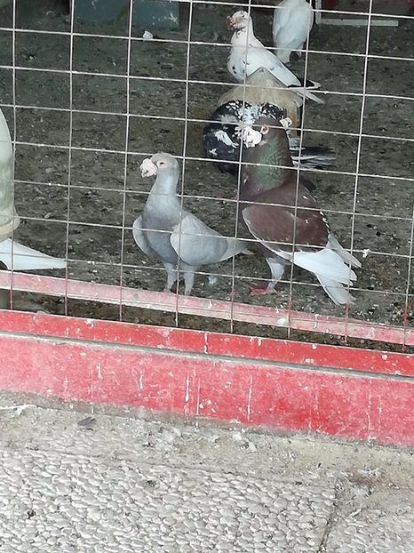  - V--Album ORIENTATIV 1