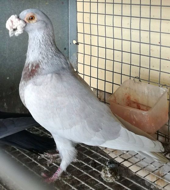  - V--Album ORIENTATIV 1